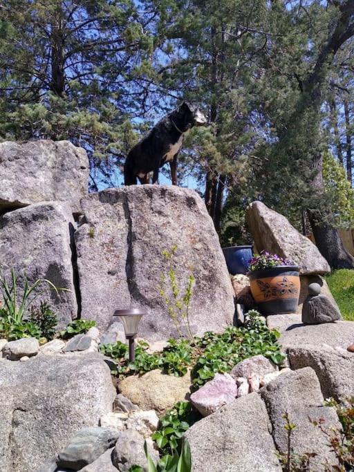 Sleeping Wolf Guest House Oakhurst Exteriör bild